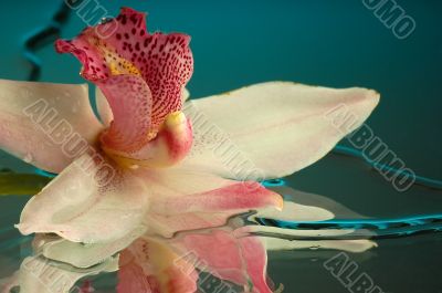 Wet orchid 3