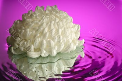 Wet chrysanthemum 1