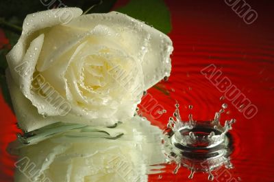 Wet rose 2