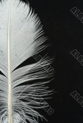 white feather on black