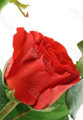 red rose