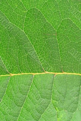 leaf texture