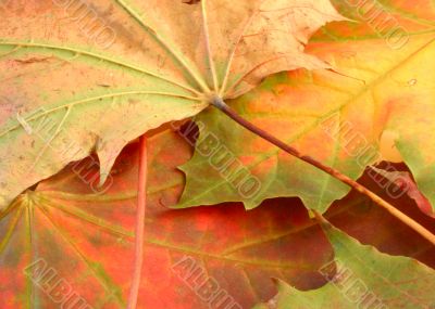 autumn leaves