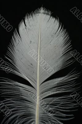 feather on black