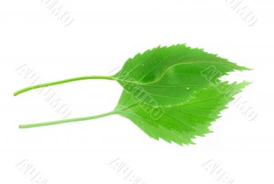 leaf with its reflection on white background
