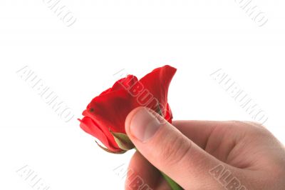 hand holding red rose