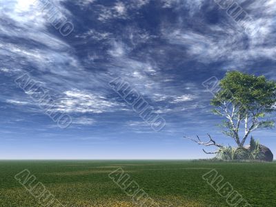 birch