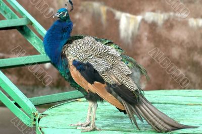 Peacock on the photo-session 2