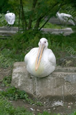 Pelican 2