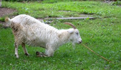 Goat on to the meadow