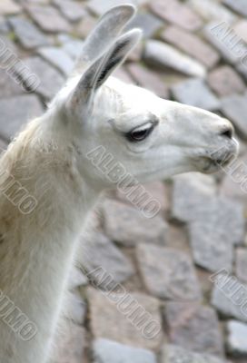 Animal is the lama 3