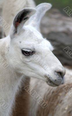 Animal is the lama 2
