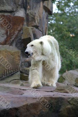 Polar bear 3
