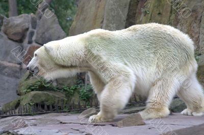 Polar bear 1