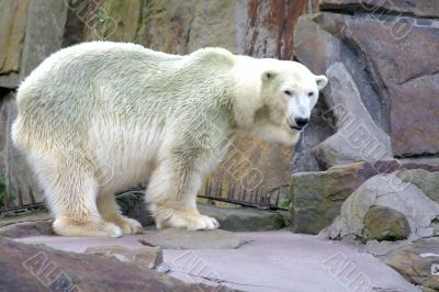 Polar bear