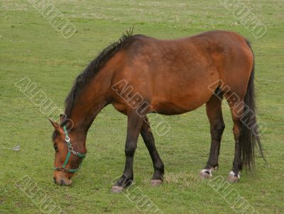  horse