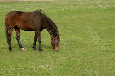 horse