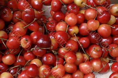 Mazzard cherry
