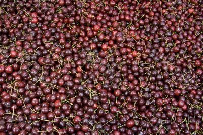 Mazzard cherry