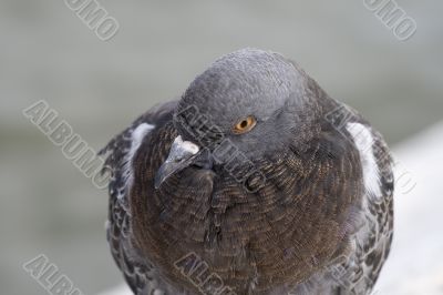 City pigeon close up