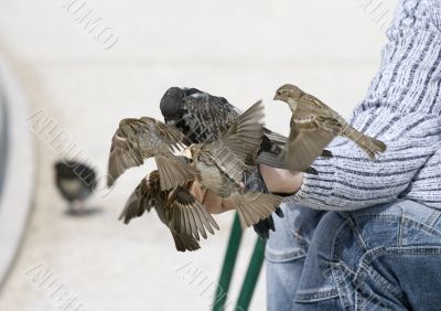 Feeding of birds by bread from hands