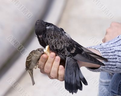 Feeding of birds by bread from hands