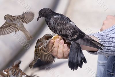 Feeding of birds by bread from hands