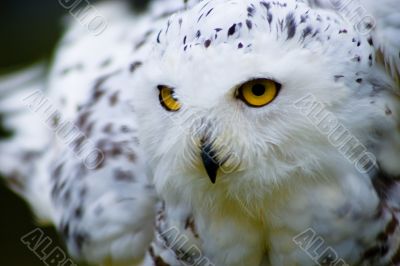 Snowy Owl - Bird of Prey