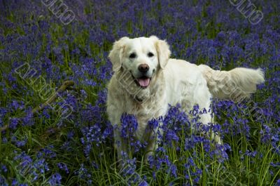 Labrador Dog in Bluebells