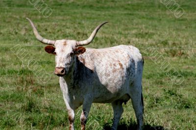 longhorned cow