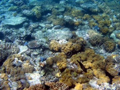 Great Barrier Reef