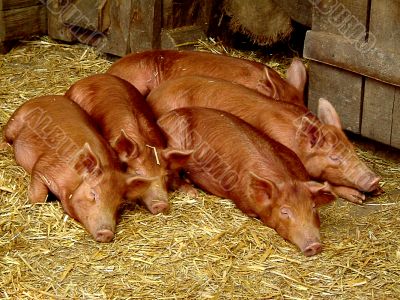 sleepy pigs in barn
