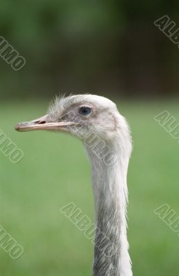 Ostrich