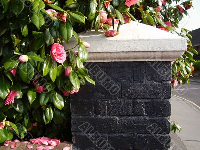Garden wall with pink flowers and foliage