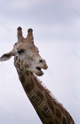 Giraffe