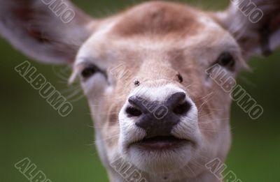 Deer`s Face