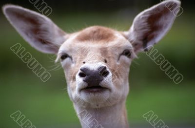 Deer`s Face