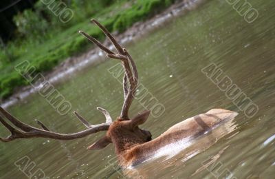 Swimming Deer