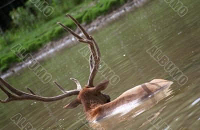 Swimming Deer