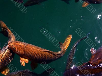 Feeding Carp in the Water