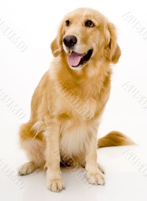 Golden Retreiver