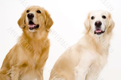 Two Dogs
