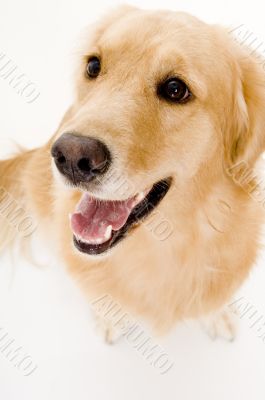 Staring Dog
