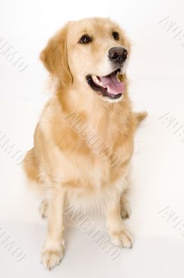 Panting Dog