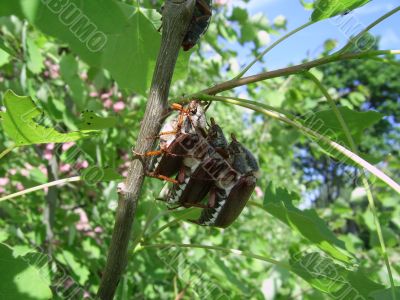 three cockchafers