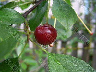 berry to cherries