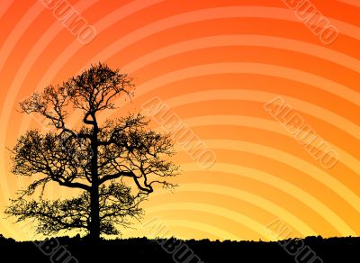 Tree at sunset