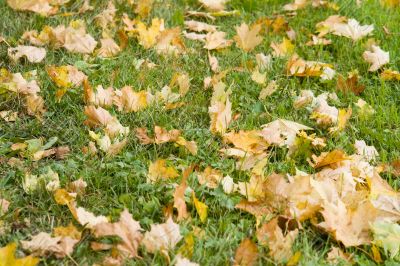 Autumn yellow leaves