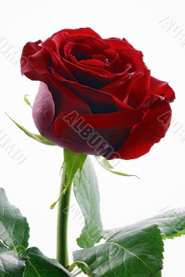  red rose