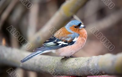 Chaffinch